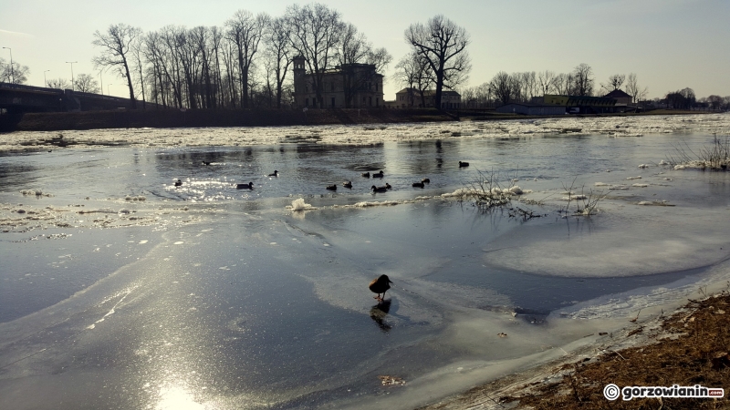 3/6 Śryż na Warcie w Gorzowie