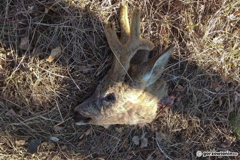 3/5 Samiec sarny bez głowy [DRASTYCZNE ZDJĘCIA]