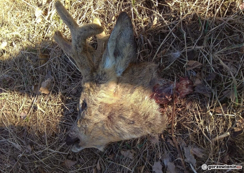 4/5 Samiec sarny bez głowy [DRASTYCZNE ZDJĘCIA]