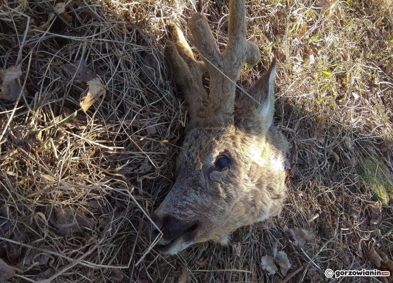 5/5 Samiec sarny bez głowy [DRASTYCZNE ZDJĘCIA]