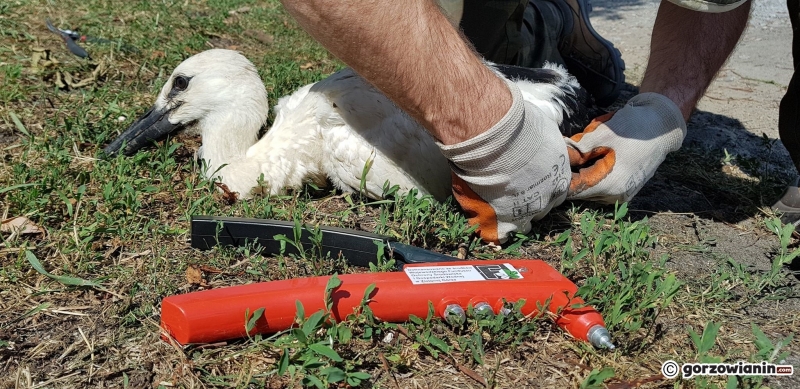 5/6 Obrączkowanie młodych bocianów