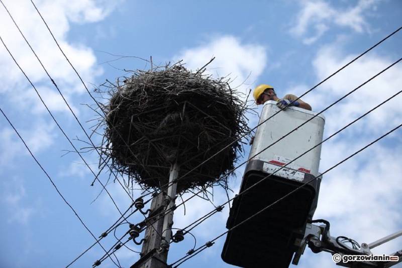 6/6 Obrączkowanie młodych bocianów