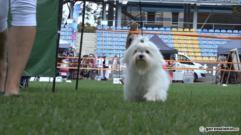 3/21 Wystawa psów rasowych