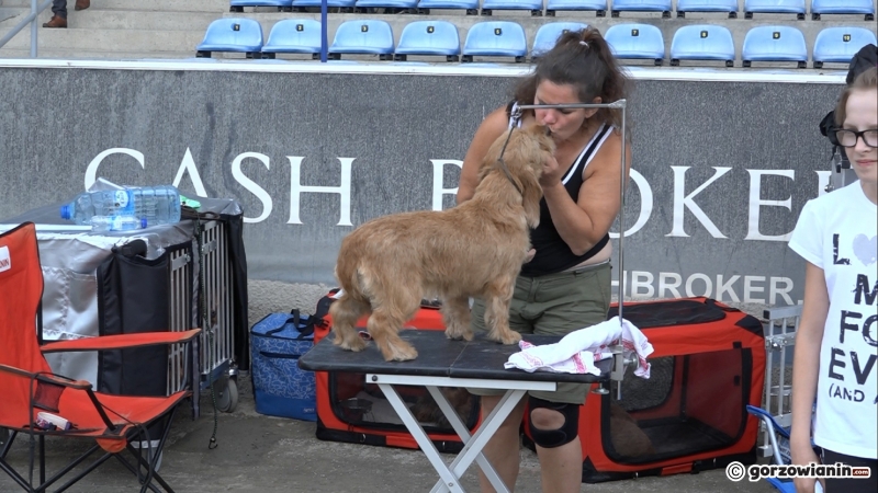 4/21 Wystawa psów rasowych