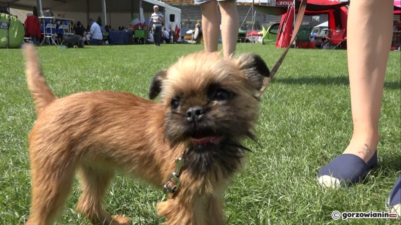 5/21 Wystawa psów rasowych