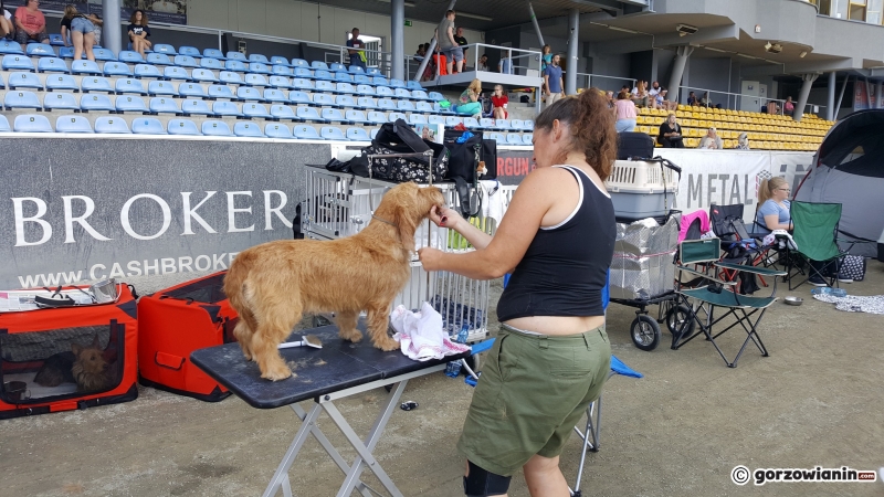 6/21 Wystawa psów rasowych