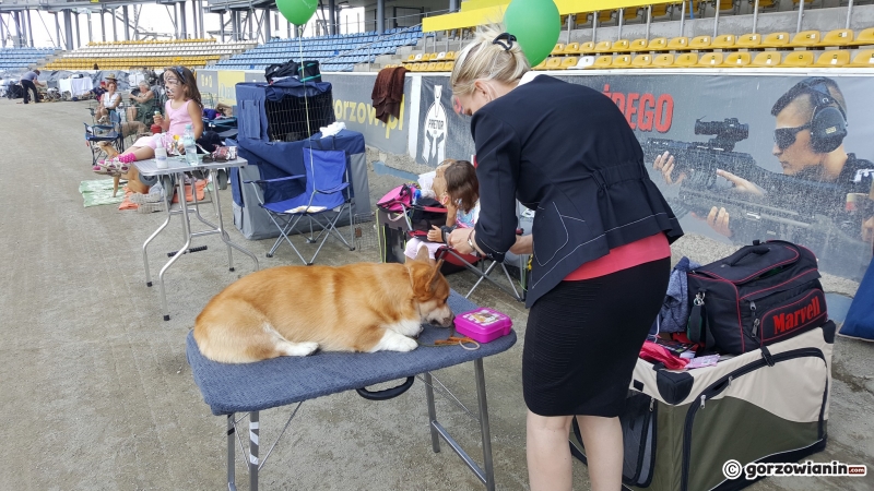 7/21 Wystawa psów rasowych