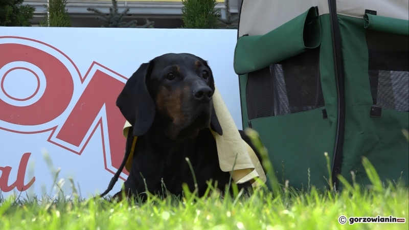 8/21 Wystawa psów rasowych