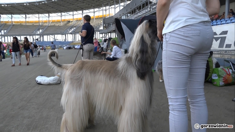 9/21 Wystawa psów rasowych