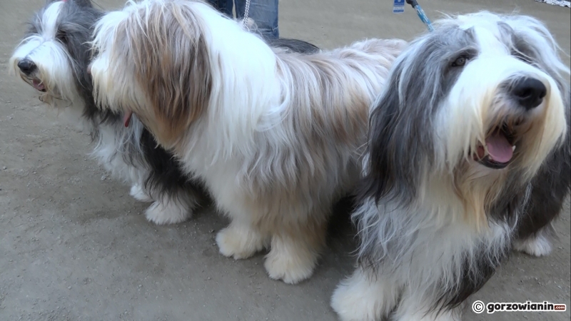 10/21 Wystawa psów rasowych