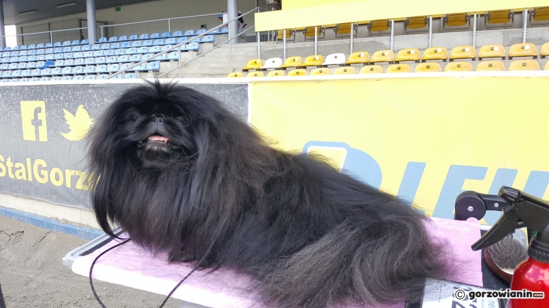 12/21 Wystawa psów rasowych