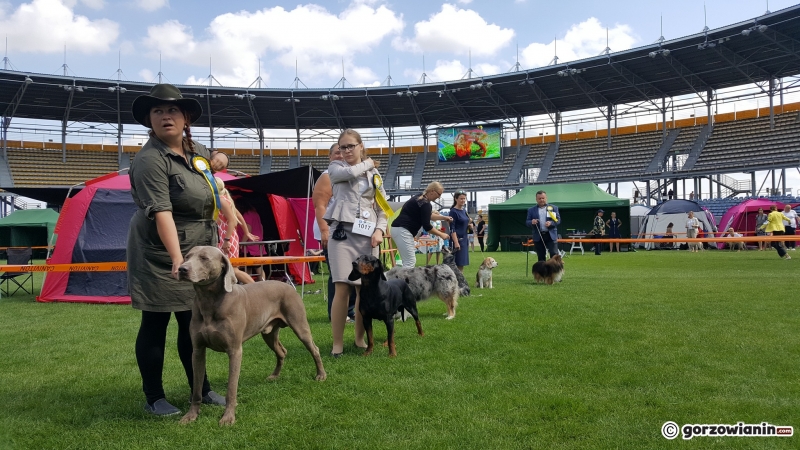 13/21 Wystawa psów rasowych