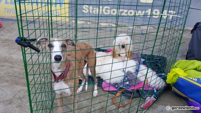 14/21 Wystawa psów rasowych