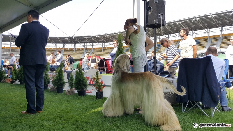 15/21 Wystawa psów rasowych