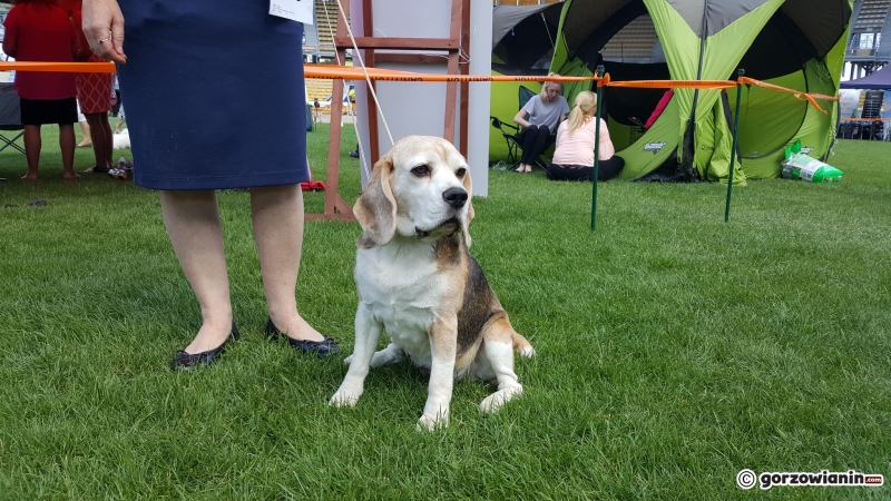16/21 Wystawa psów rasowych