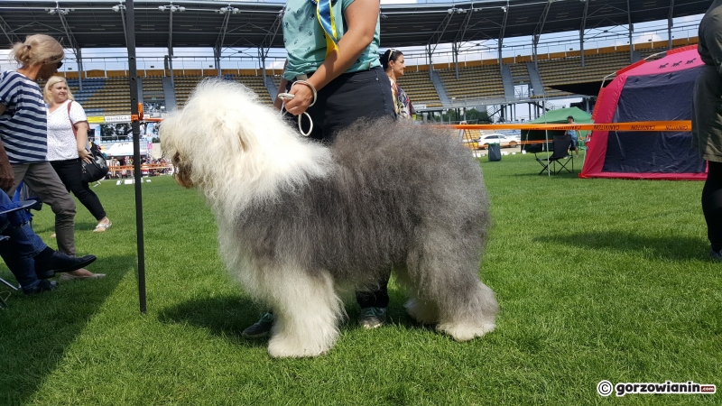 17/21 Wystawa psów rasowych