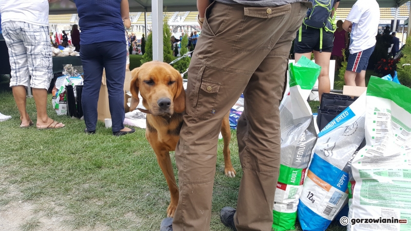 19/21 Wystawa psów rasowych