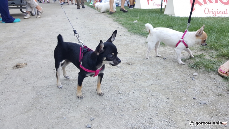 20/21 Wystawa psów rasowych