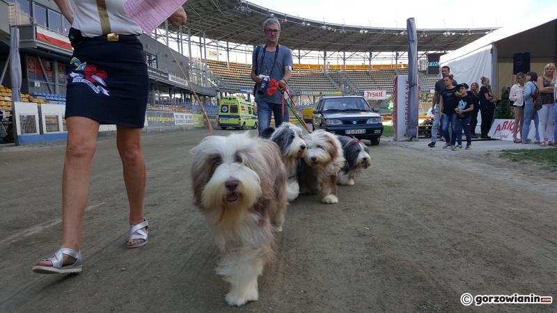 21/21 Wystawa psów rasowych