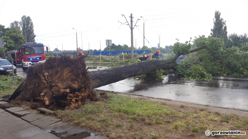 3/8 Przewrócone drzewo na Al. 11 Listopada