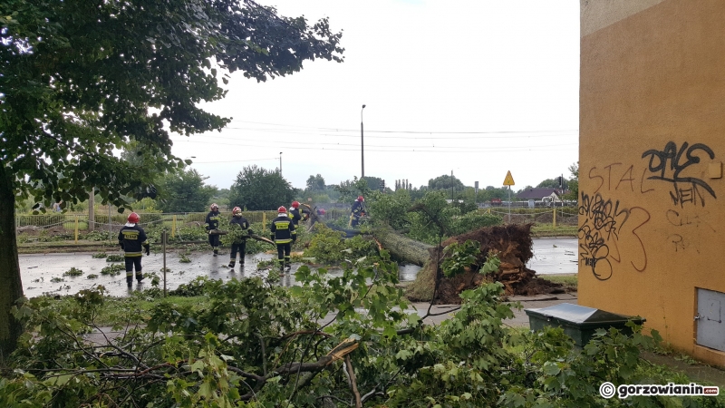 4/8 Przewrócone drzewo na Al. 11 Listopada