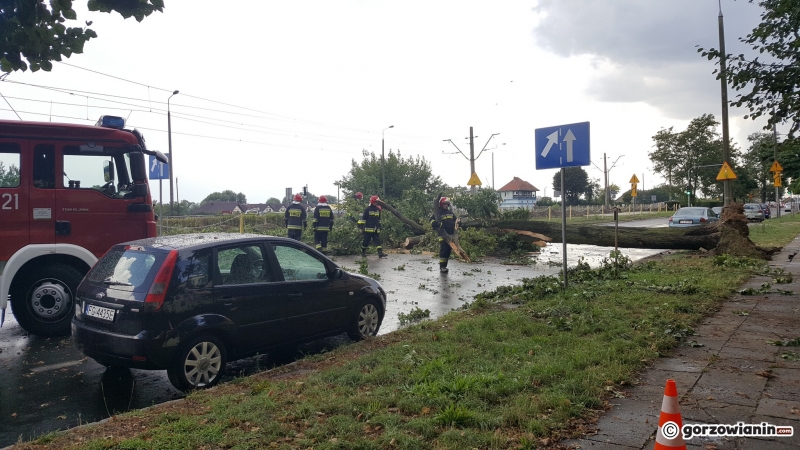 5/8 Przewrócone drzewo na Al. 11 Listopada