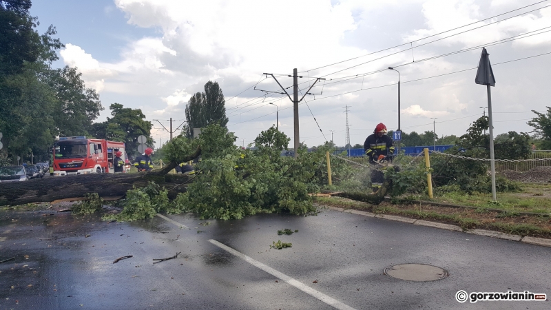 8/8 Przewrócone drzewo na Al. 11 Listopada