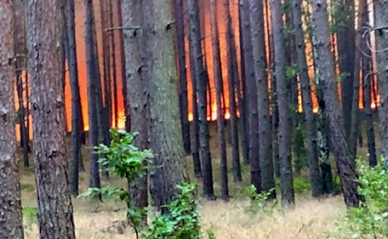 2/5 Pożar lasu