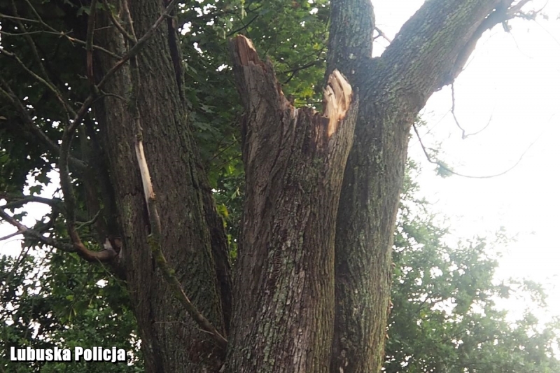 3/4 Drzewo przygniotło samochód