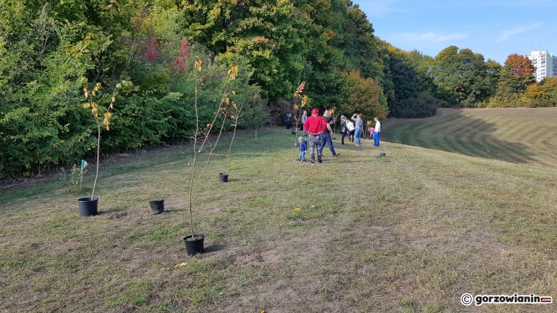 5/6 Gorzowianie posadzili drzewka