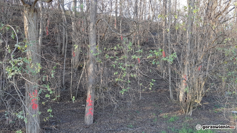 3/10 Drzewa do wycinki przy DK22