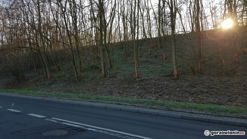 4/10 Drzewa do wycinki przy DK22