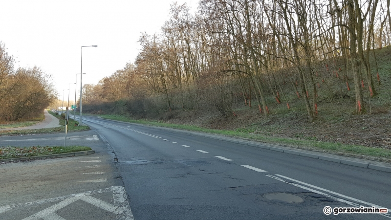 5/10 Drzewa do wycinki przy DK22