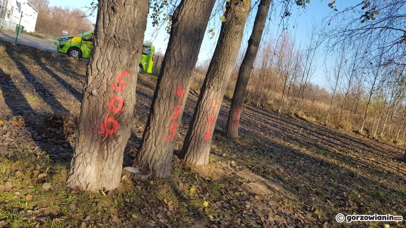 6/10 Drzewa do wycinki przy DK22