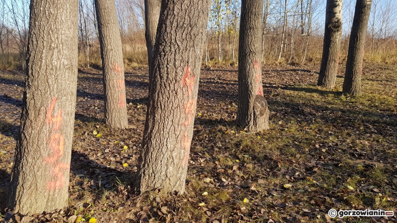 7/10 Drzewa do wycinki przy DK22