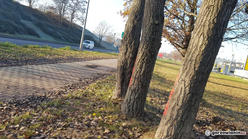 8/10 Drzewa do wycinki przy DK22