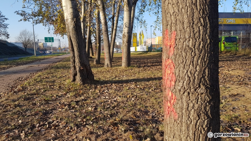 9/10 Drzewa do wycinki przy DK22