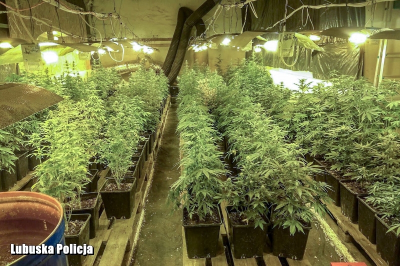 10/10 Policjanci zlikwidowali hodowlę marihuany