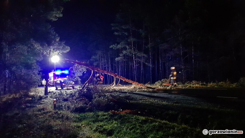 4/4 Przewrócone drzewa na DK n22