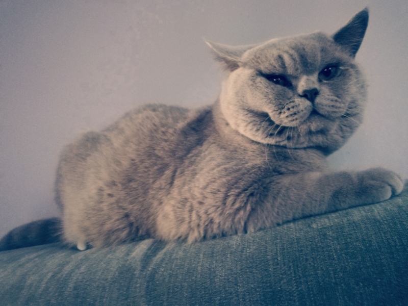 3/59 Kocie piękności naszych czytelników