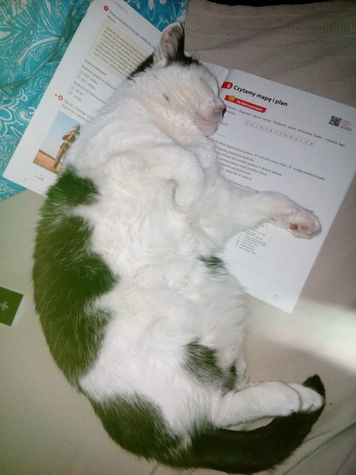 4/59 Kocie piękności naszych czytelników