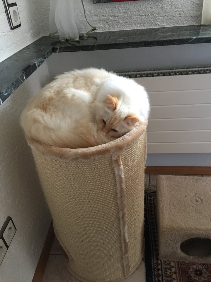 5/59 Kocie piękności naszych czytelników