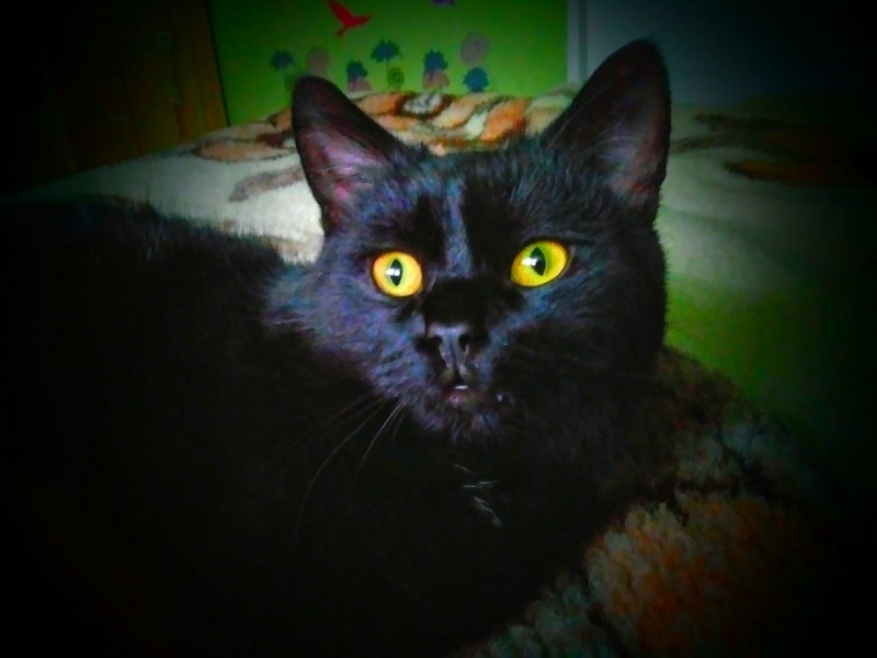 6/59 Kocie piękności naszych czytelników