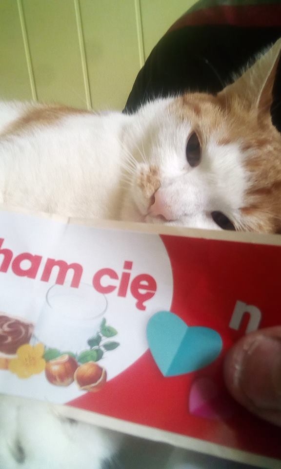 7/59 Kocie piękności naszych czytelników