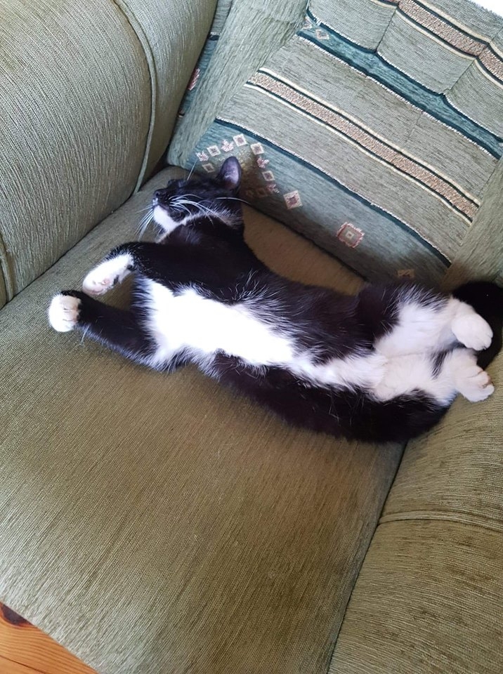 8/59 Kocie piękności naszych czytelników