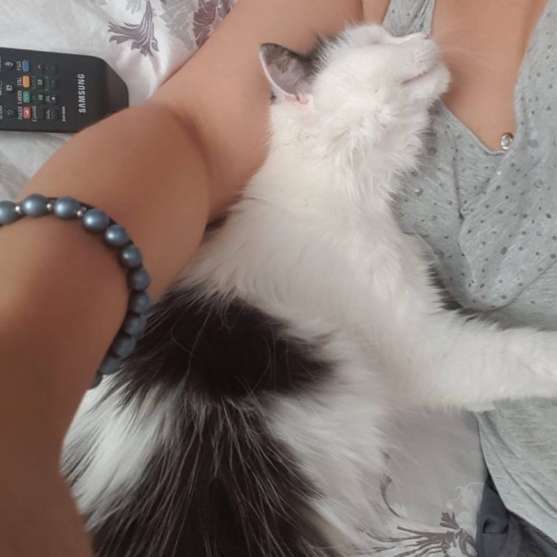 9/59 Kocie piękności naszych czytelników