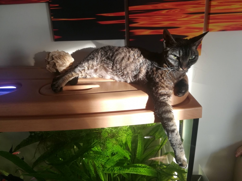 10/59 Kocie piękności naszych czytelników