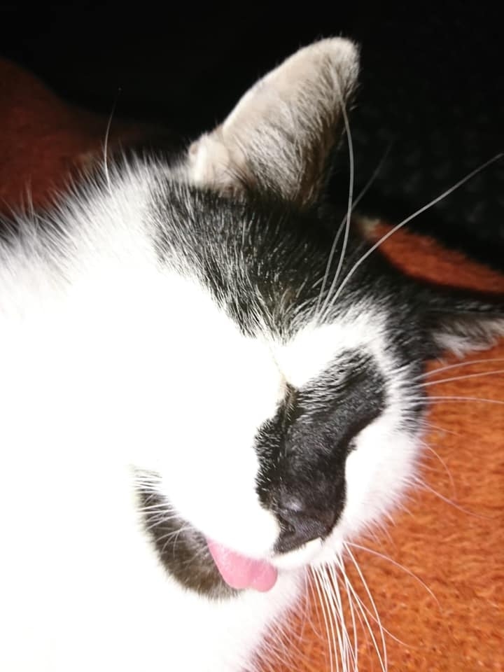 11/59 Kocie piękności naszych czytelników