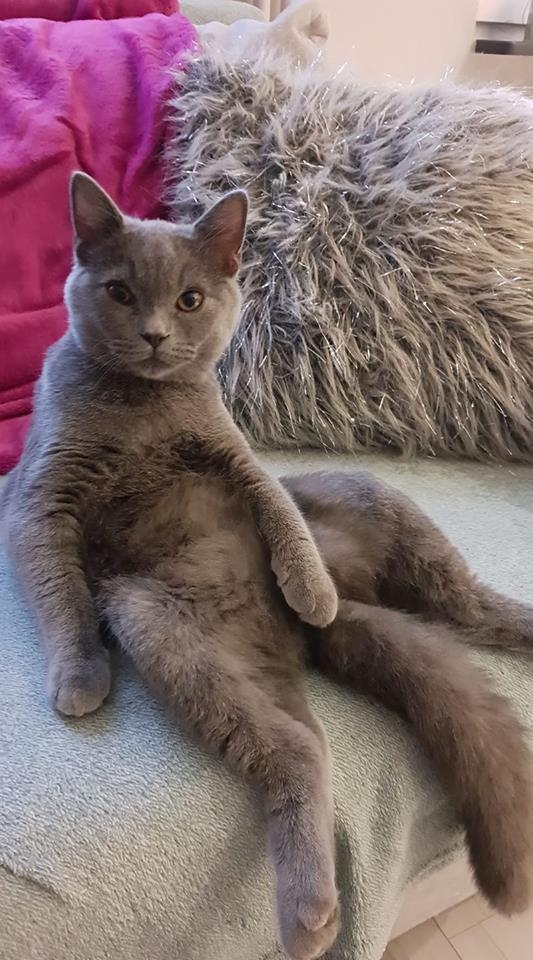 12/59 Kocie piękności naszych czytelników