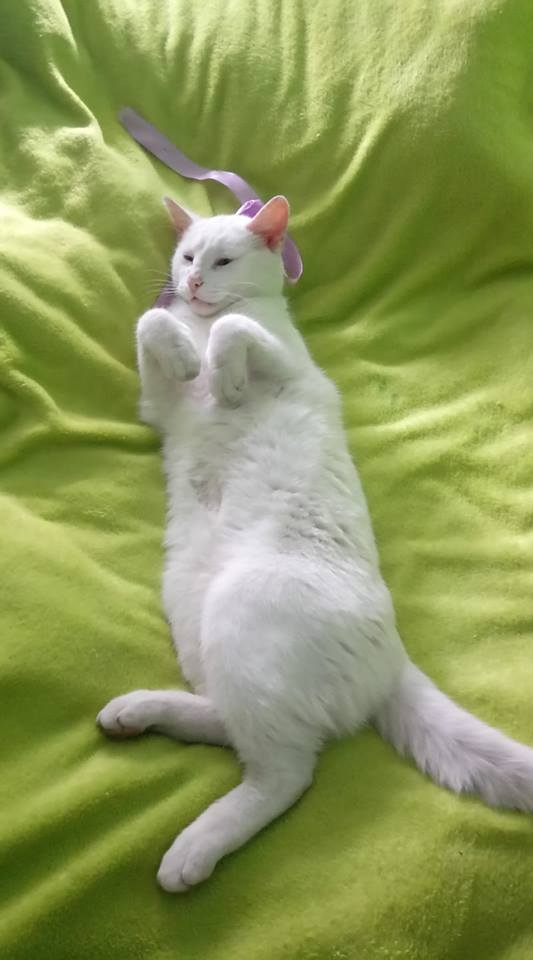 13/59 Kocie piękności naszych czytelników